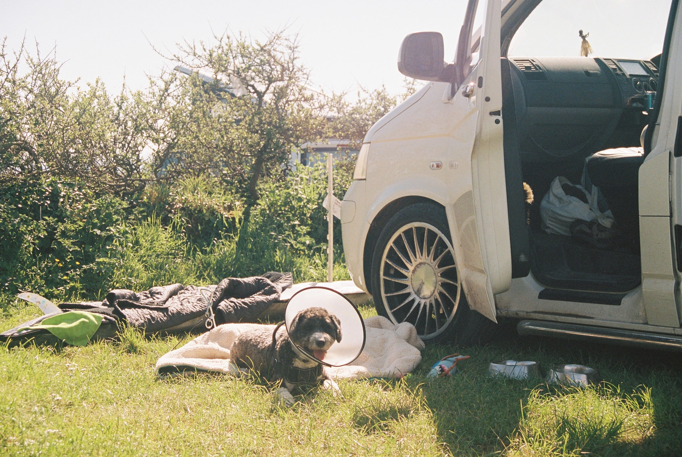 Dog lying on grass next to a white van with open door, surrounded by nature.